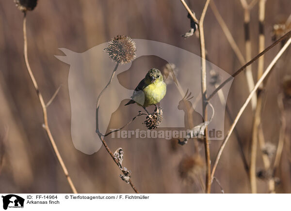 Mexikozeisig / Arkansas finch / FF-14964