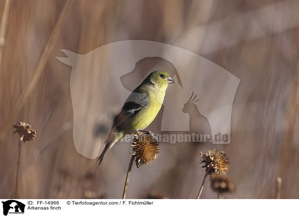 Mexikozeisig / Arkansas finch / FF-14966