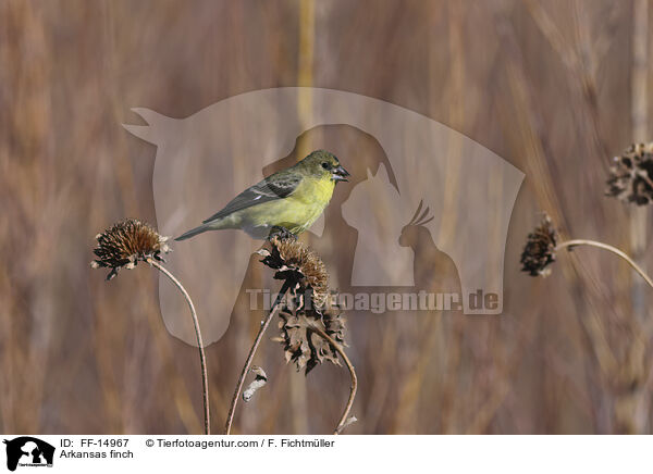 Mexikozeisig / Arkansas finch / FF-14967