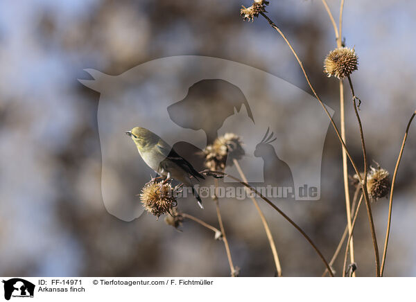 Arkansas finch / FF-14971