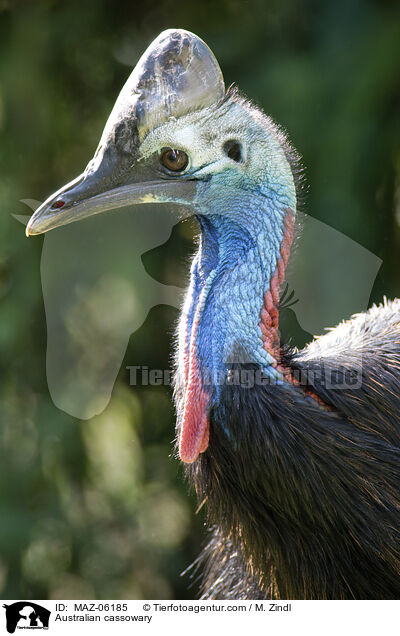 Helmkasuar / Australian cassowary / MAZ-06185