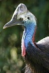 Australian cassowary