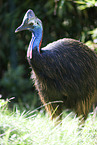 Australian cassowary