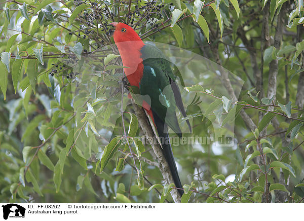 Australischer Knigssittich / Australian king parrot / FF-08262
