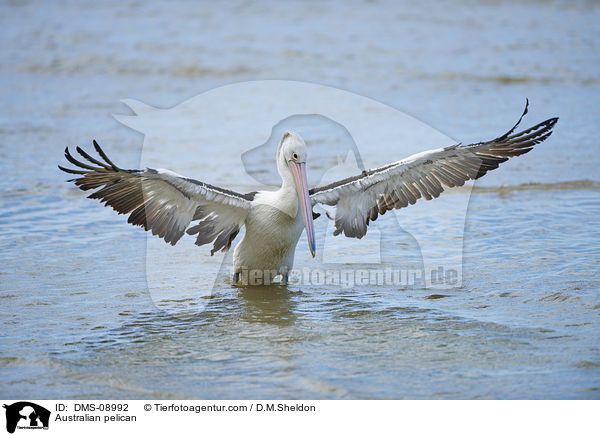 Brillenpelikan / Australian pelican / DMS-08992