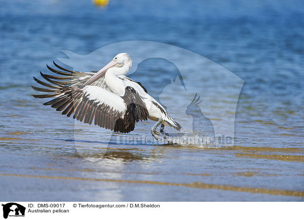 Brillenpelikan / Australian pelican / DMS-09017