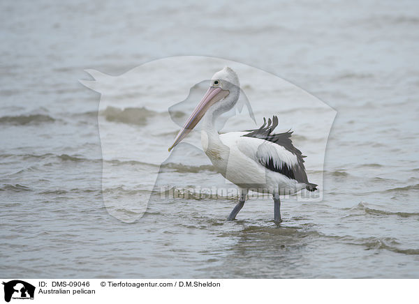 Brillenpelikan / Australian pelican / DMS-09046