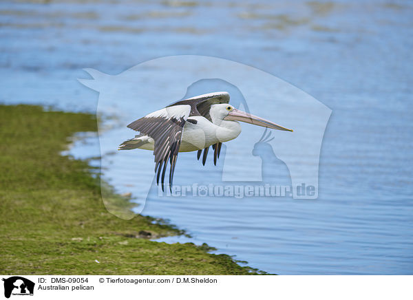 Brillenpelikan / Australian pelican / DMS-09054
