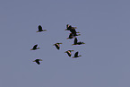 black-bellied whistling-duck