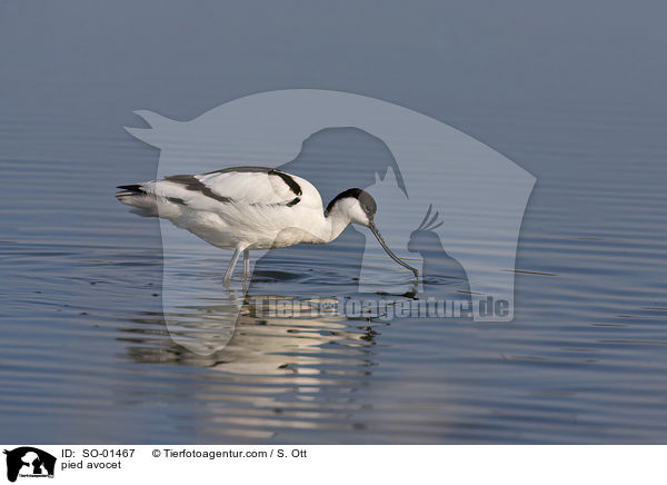 Sbelschnbler / pied avocet / SO-01467