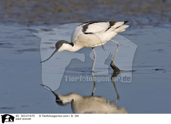 Sbelschnbler / pied avocet / SO-01470