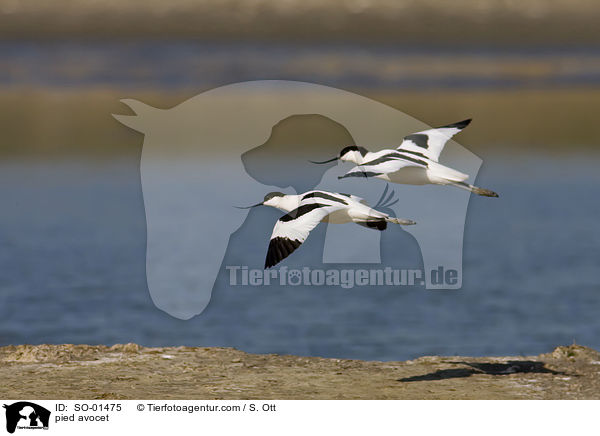 Sbelschnbler / pied avocet / SO-01475