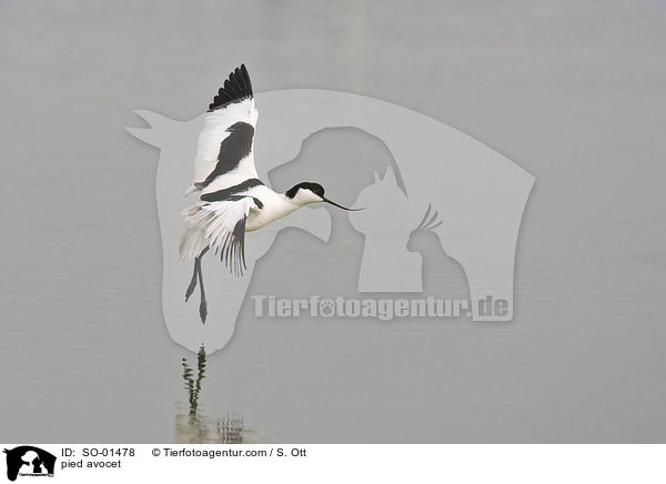 Sbelschnbler / pied avocet / SO-01478