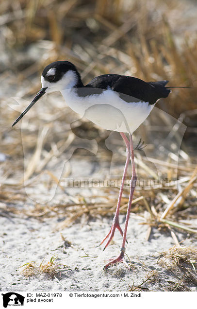 Sbelschnbler / pied avocet / MAZ-01978