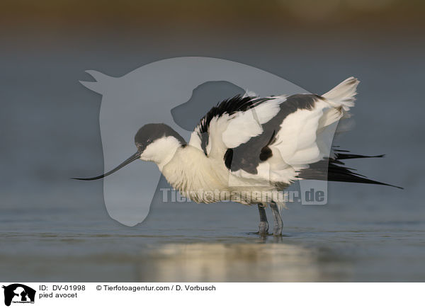 Sbelschnbler / pied avocet / DV-01998