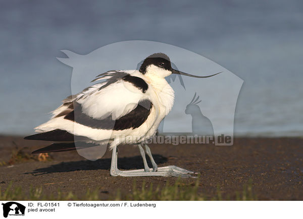 Sbelschnbler / pied avocet / FL-01541