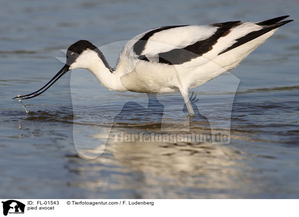 Sbelschnbler / pied avocet / FL-01543