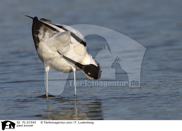 Sbelschnbler / pied avocet / FL-01545