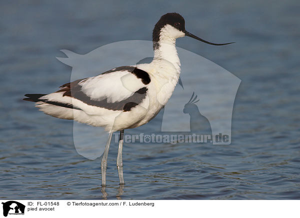 Sbelschnbler / pied avocet / FL-01548