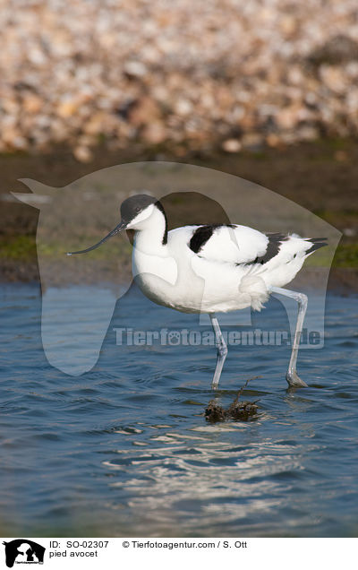 Sbelschnbler / pied avocet / SO-02307