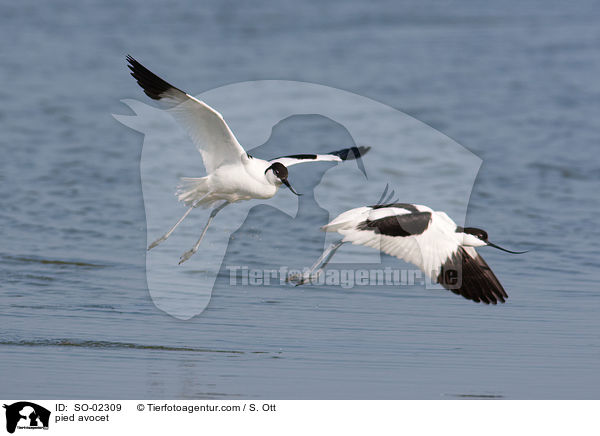 Sbelschnbler / pied avocet / SO-02309