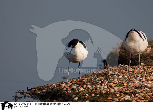 Sbelschnbler / pied avocet / SO-02311