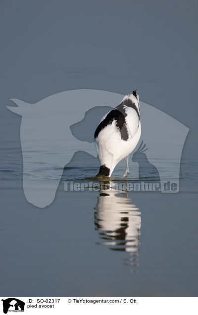 Sbelschnbler / pied avocet / SO-02317