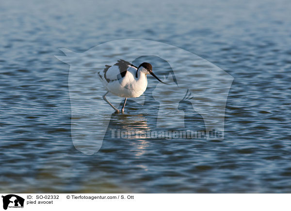 Sbelschnbler / pied avocet / SO-02332