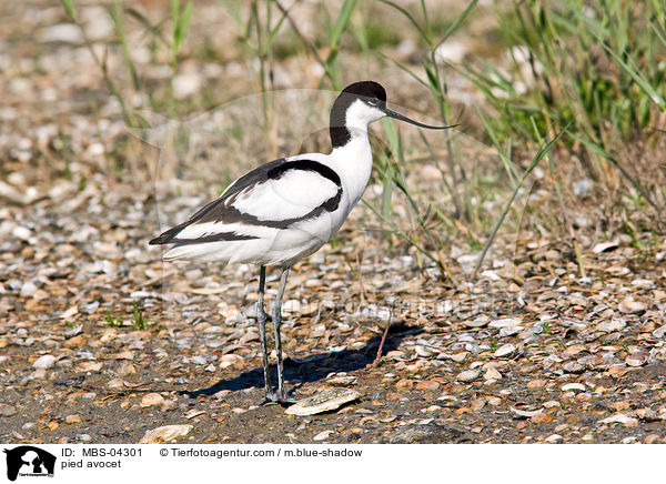 Sbelschnbler / pied avocet / MBS-04301