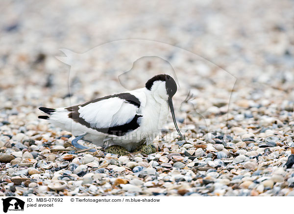 Sbelschnbler / pied avocet / MBS-07692