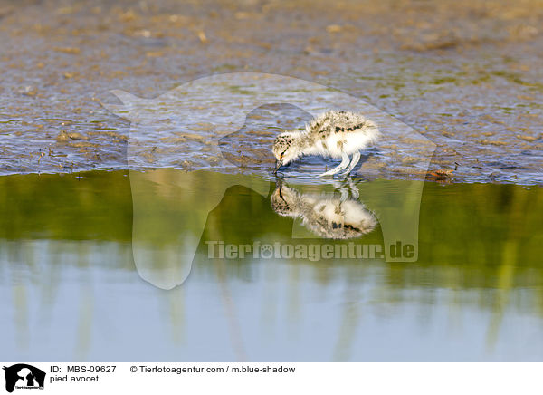 pied avocet / MBS-09627