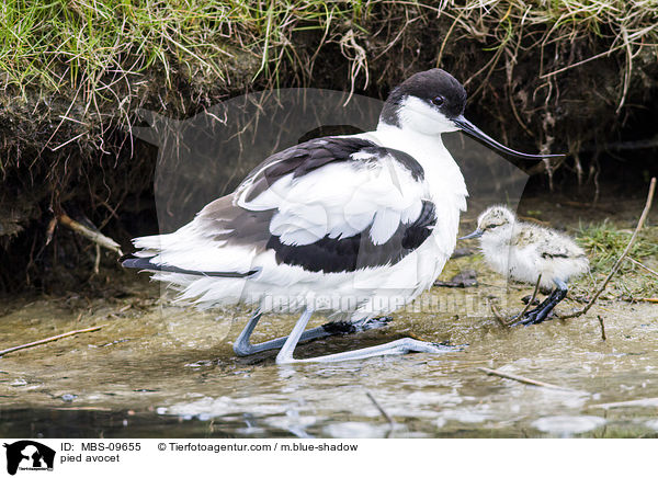 Sbelschnbler / pied avocet / MBS-09655