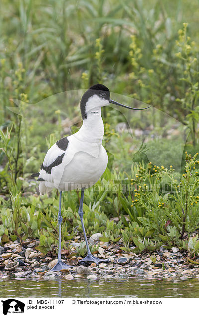 Sbelschnbler / pied avocet / MBS-11107