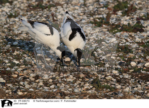 Sbelschnbler / pied avocet / FF-08073