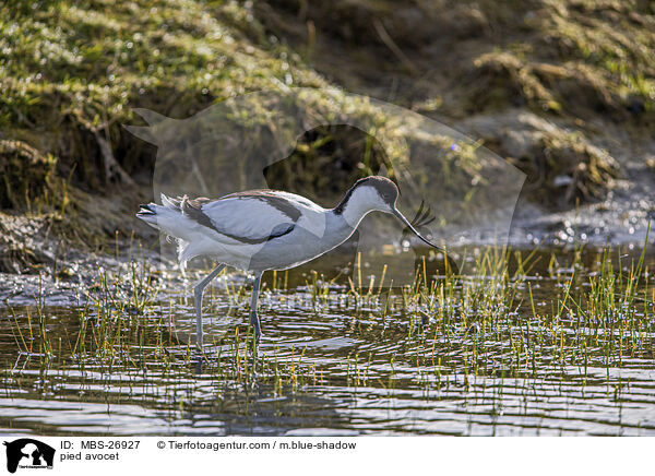 pied avocet / MBS-26927