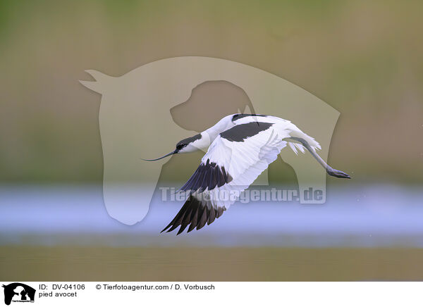 Sbelschnbler / pied avocet / DV-04106