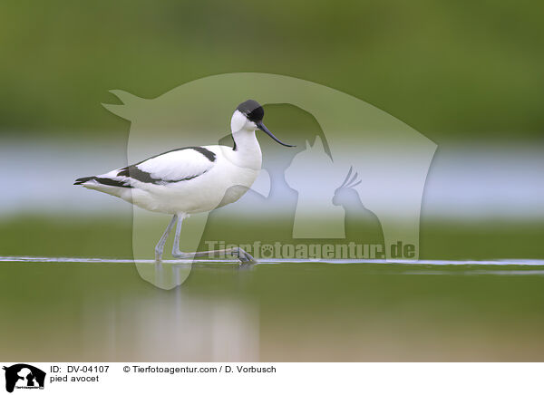 Sbelschnbler / pied avocet / DV-04107