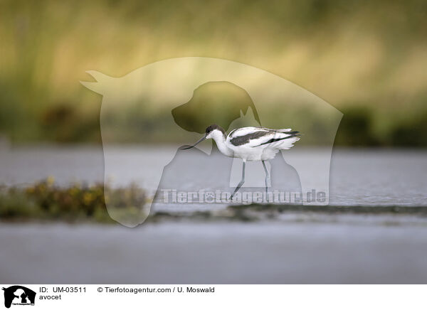 Sbelschnbler / avocet / UM-03511