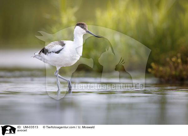 Sbelschnbler / avocet / UM-03513