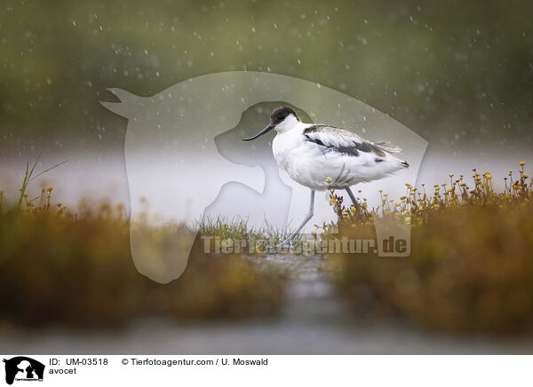 Sbelschnbler / avocet / UM-03518