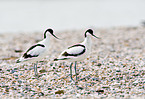 pied avocet