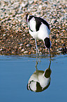 pied avocet