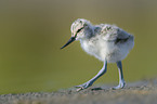 pied avocet