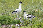 pied avocet