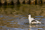 pied avocet