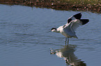 pied avocet