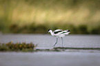 avocet