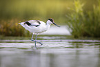 avocet