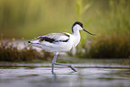 avocet