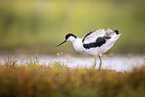 avocet